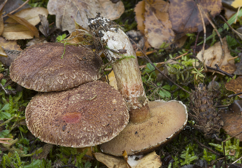 Suillus lakei